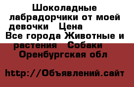 Шоколадные лабрадорчики от моей девочки › Цена ­ 25 000 - Все города Животные и растения » Собаки   . Оренбургская обл.